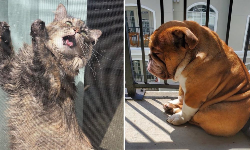 19 Pets Share How They’re Making The Most Of Quarantine, And Honestly, I’m Inspired