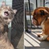 19 Pets Share How They’re Making The Most Of Quarantine, And Honestly, I’m Inspired