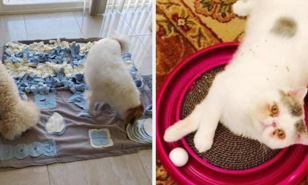 24 Fun Things To Distract Your Pet While You Work From Home