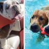 21 Things From Amazon For Your Pet To Play With Outdoors This Summer