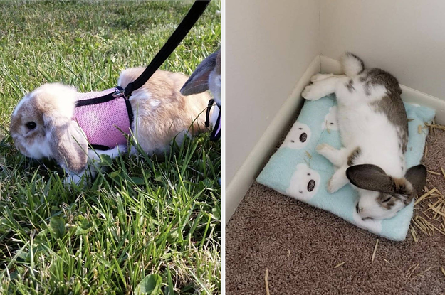 17 Problem-Solving Products For Rabbit Owners You Can Get On Amazon