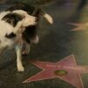 Messi the dog pees on Matt Damon’s Walk of Fame star at Oscars