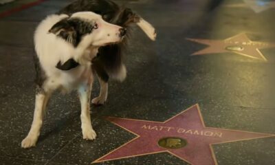 Messi the dog pees on Matt Damon’s Walk of Fame star at Oscars